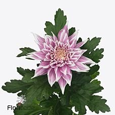 Chrysant sgl. Resomee Frozen