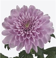Chrysant Sgl. Ksenia