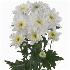 Chrysant spr. Arctic Queen