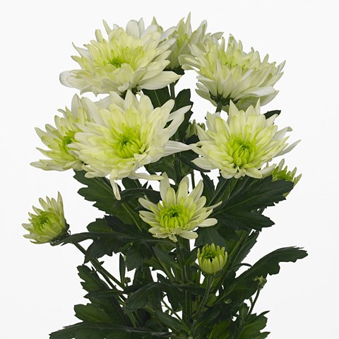 Chrysant spr. Baltica Lime