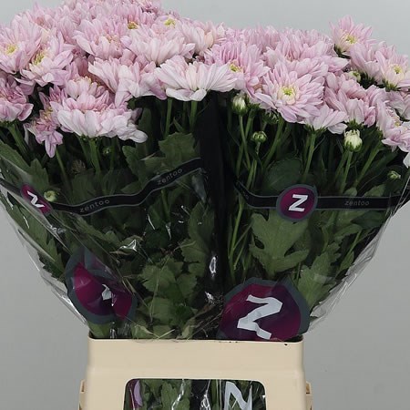 Chrysant spr. Baltica Pink