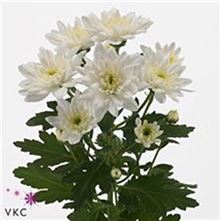 Weekly special - BALTICA WHITE