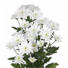 Chrysant spr. Baltica