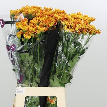 Chrysant spr. Bartoli