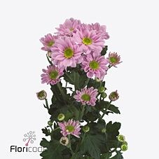 Chrysant spr. Cadillac