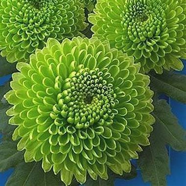 Chrysant spr. Code Green