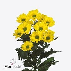 Chrysant spr. Copa