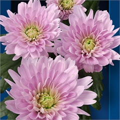 Chrysant spr. Euro Pink