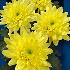 Chrysant spr. Euro Sunny
