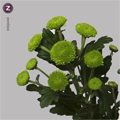 CHRYSANT SPR. FEELING GREEN
