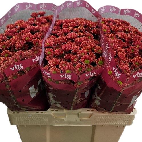 Chrysant San. Lubov Cherry