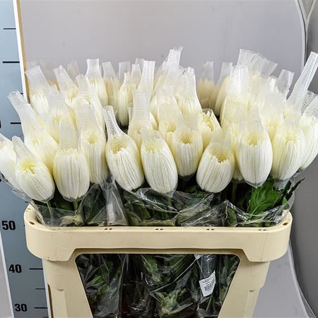 Chrysant Sgl. Anastasia White (Colombia)
