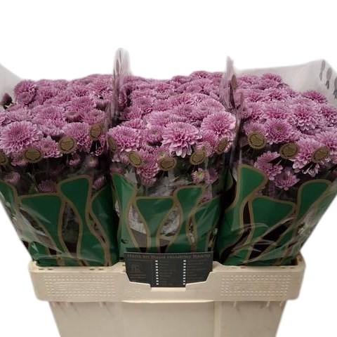 Chrysanth San. Zonta