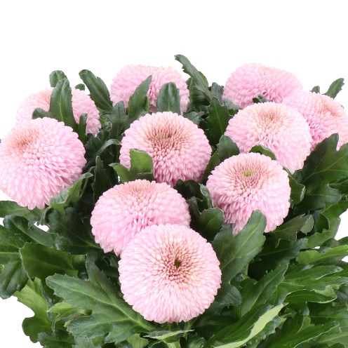 Pink Momoko Chrysanthemum Bouquet
