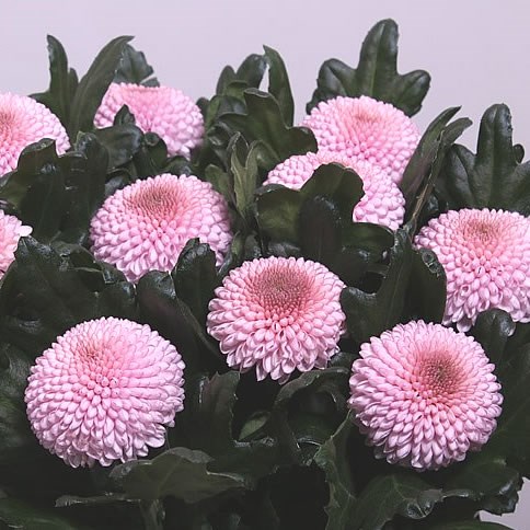 Chrysant sgl. Momoko