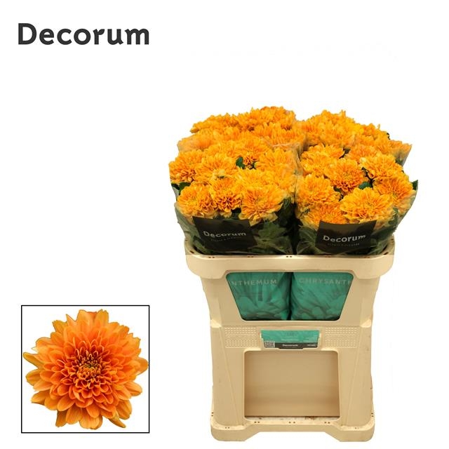 Chrysant Sgl. Kalimba Orange
