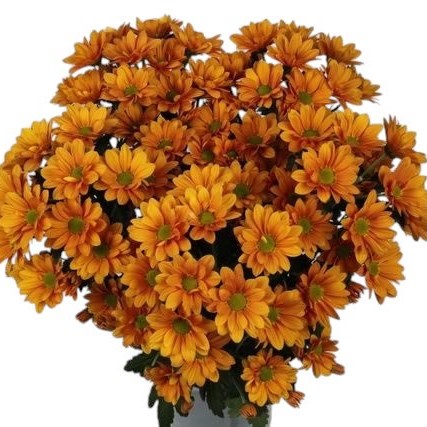 Chrysant Spr. Orangina