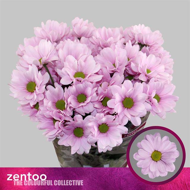 Chrysant Spr. Precious