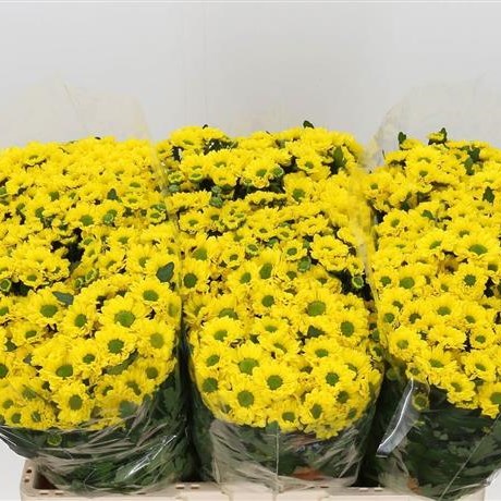 Chrysant san. aviso