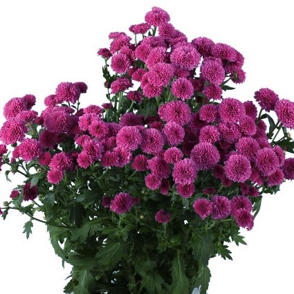 Chrysant san. masai