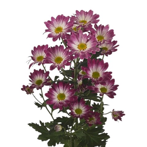 Chrysanthemum Spr. Flarestar