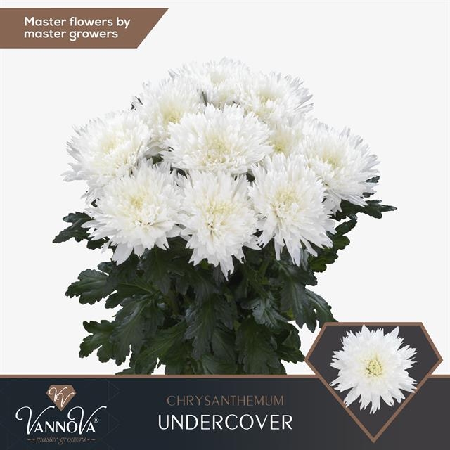 Chrysant Sgl. Undercover