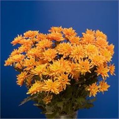 Chrysant spr. Euro Dyed Orange