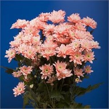 Chrysant spr. Euro Dyed Pink