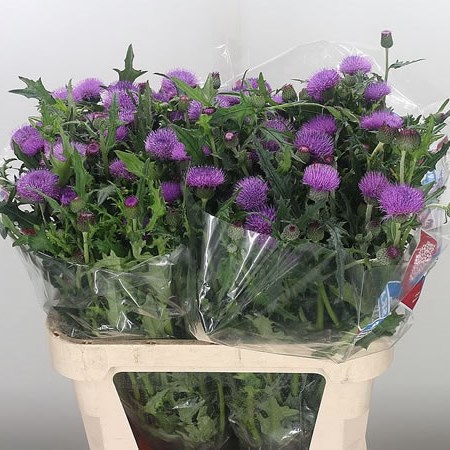 Cirsium Atropurpurea Purple