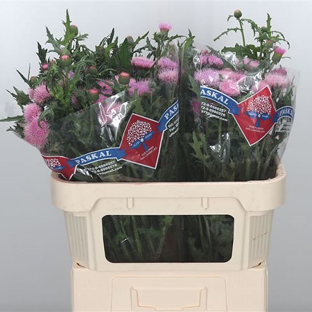Cirsium Japonica Pink Beauty