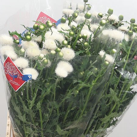 Cirsium Japonica White