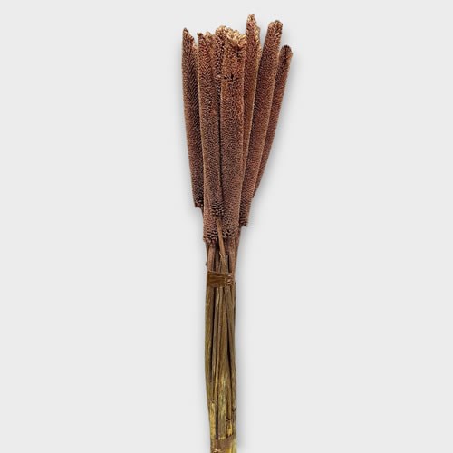 Clearance Item -  Babala Copper 65cm x bunch 10 stems