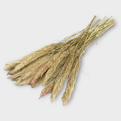 Clearance Item - Dried Pampas with Pink tint 110cm - Job Lot of 25 stems