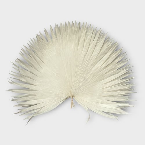 Clearance Item - Large Sun Palms Bleached
