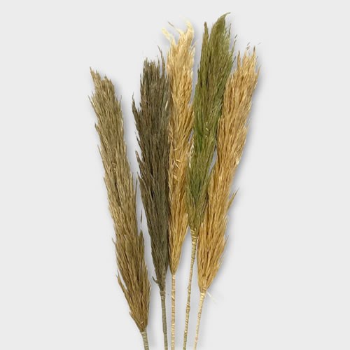 Clearance Item - Nanal Grass Assortment (x5)