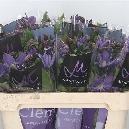 Clematis Amazing Geneva
