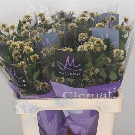 Clematis Amazing Kibo