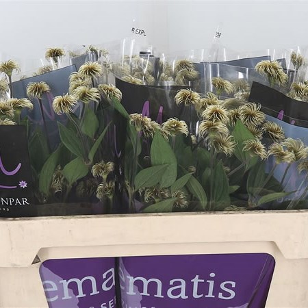 Clematis Amazing Kibo