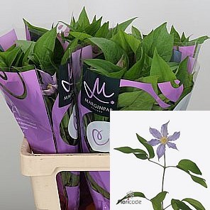 Clematis Amazing London