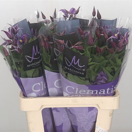 Clematis Amazing Rome