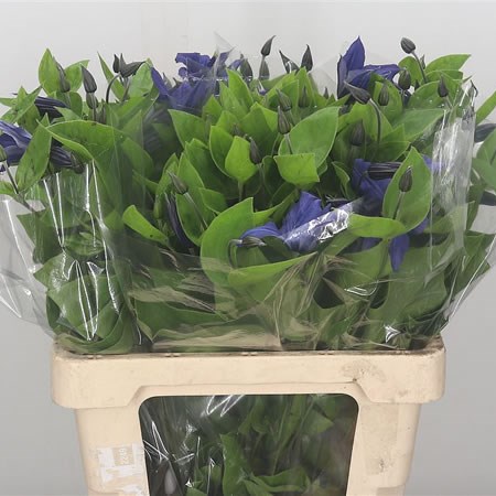 Clematis Blue