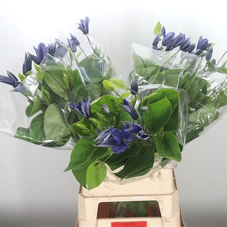Clematis Blue (Extra)