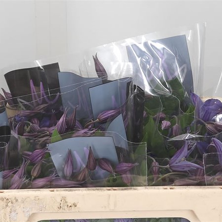 Clematis Blue Pirouette
