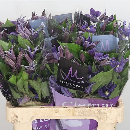 Clematis Blue Pirouette
