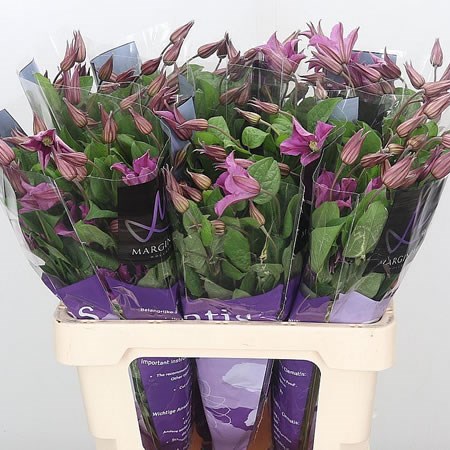 Clematis Inspiration