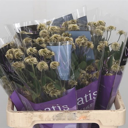 Clematis Shiva (Seed Heads)