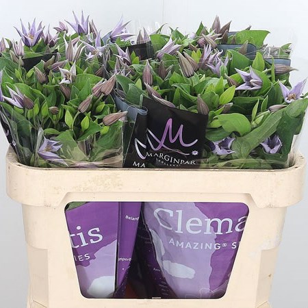 Clematis Star River