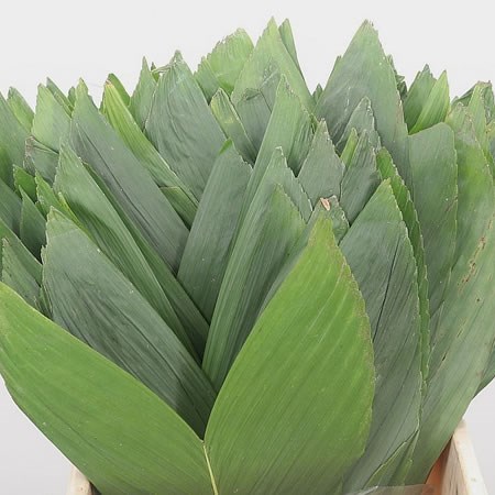 Cocos Palm Medium