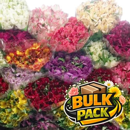 Colombian Alstroemeria Mix (160 stem Bulk Pack)