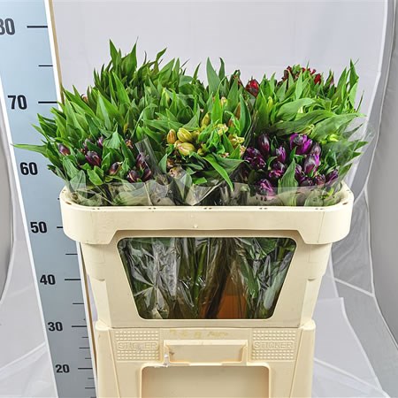 Alstroemeria Mix (Colombia)